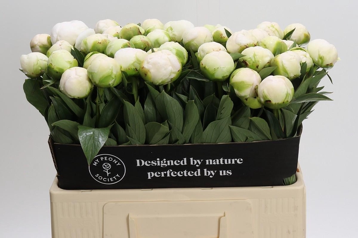 <h4>Paeonia Madame Claude Tain</h4>