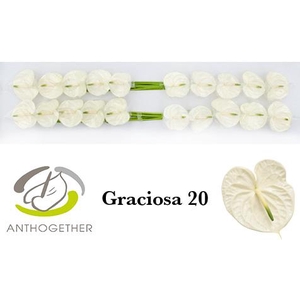 ANTH A GRACIOSA 20