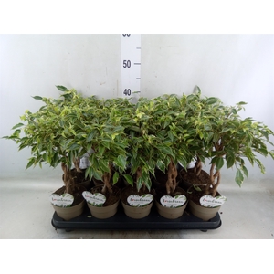 Ficus benja. 'Nina'