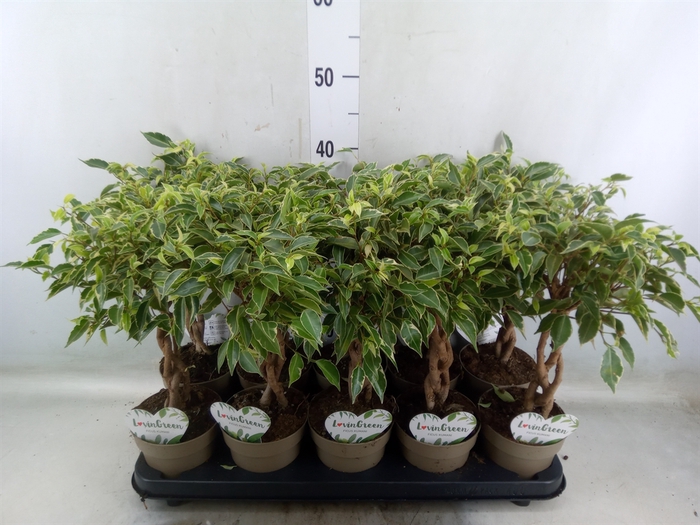 <h4>Ficus benja. 'Nina'</h4>