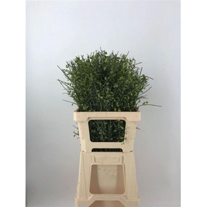 GENISTA BES GREEN
