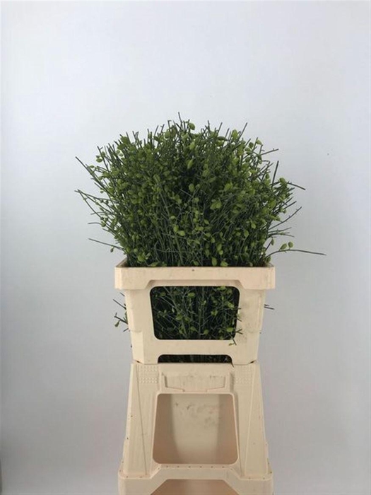 <h4>GENISTA BES GREEN</h4>