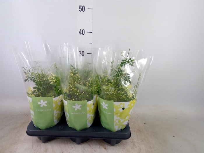 <h4>Jasminum polyanthum</h4>