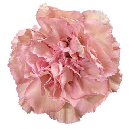 <h4>DI ST CREOLA</h4>