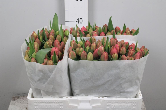 <h4>Tu Du Columbus</h4>