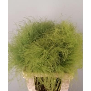 Df Stypha 60cm Bs Light Green