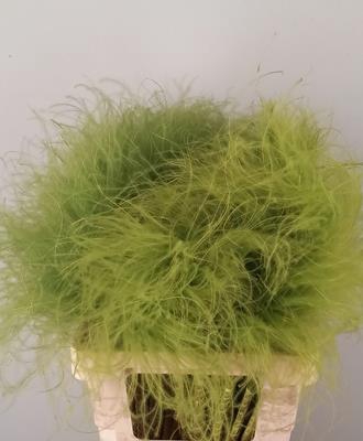 Df Stypha 60cm Bs Light Green