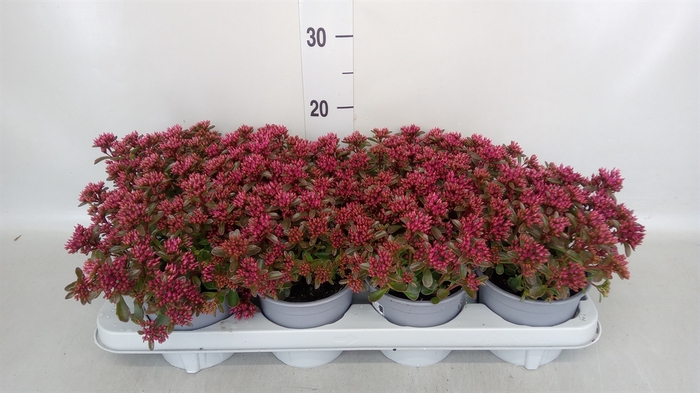 <h4>Sedum spurium 'Spot on deep Rose'</h4>