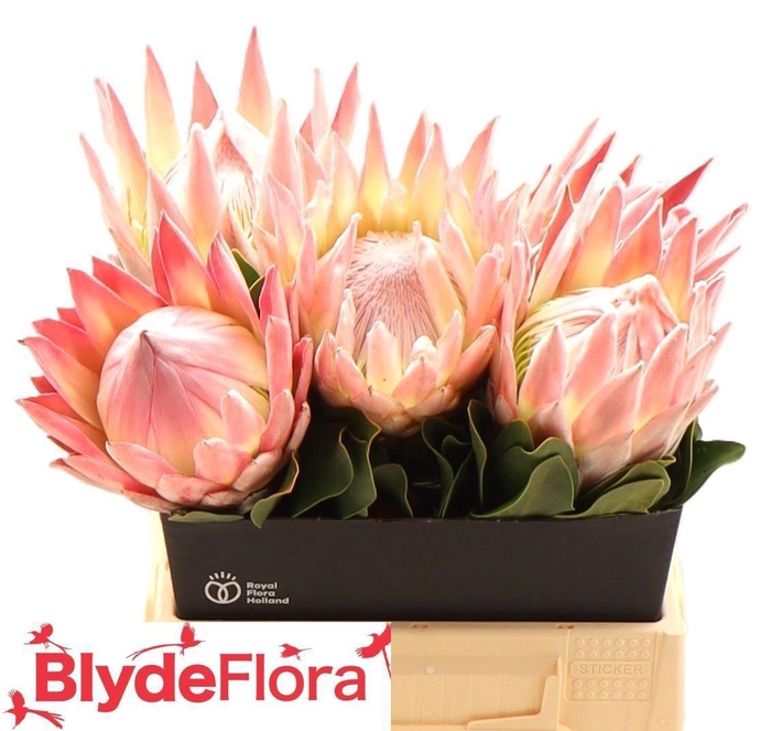 <h4>PROTEA CYNAROIDES</h4>