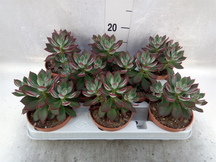 <h4>Echeveria pulvinata 'Devotion'</h4>