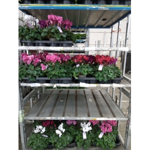 Cyclamen MD 'Macro'