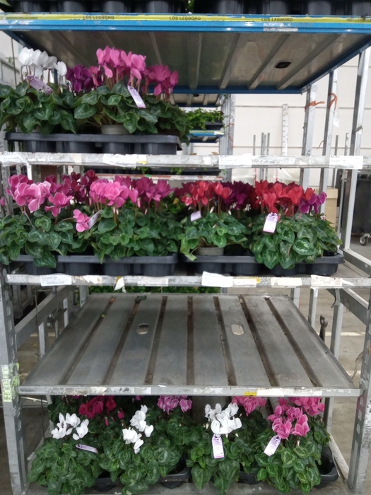 <h4>Cyclamen MD 'Macro'</h4>