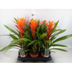 Guzmania  'Variada'