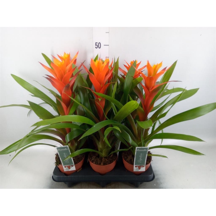 <h4>Guzmania  'Variada'</h4>