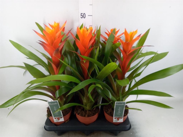 Guzmania  'Variada'