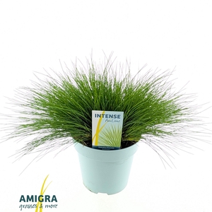 Deschampsia flexuosa AmiLime®