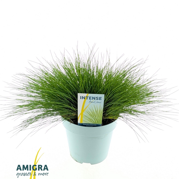 <h4>Deschampsia flexuosa AmiLime®</h4>
