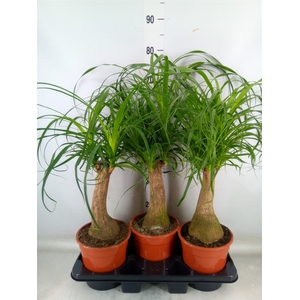 Beaucarnea recurvata