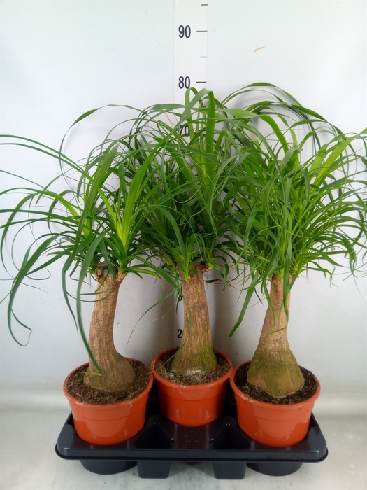 <h4>Beaucarnea recurvata</h4>