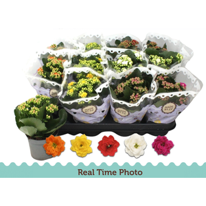 Kalanchoe blossfeldiana double Slate Purple