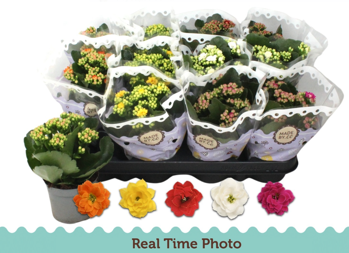Kalanchoe blossfeldiana double Slate Purple