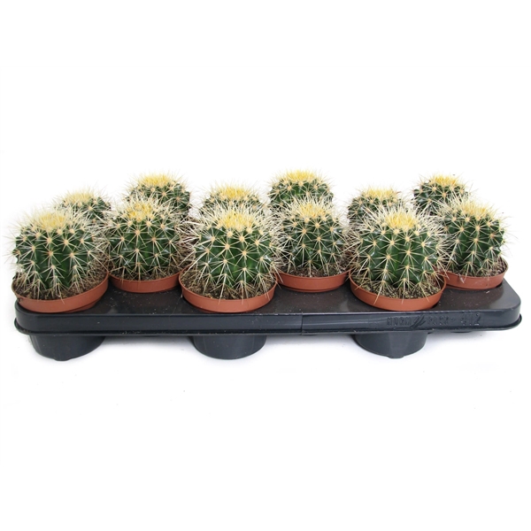 <h4>Echinocactus grusonii 10,5 cm</h4>