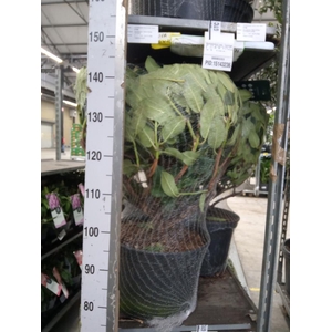 Rhododendron cauc. 'Cunningh White'