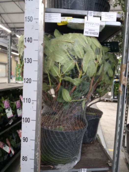 <h4>Rhododendron cauc. 'Cunningh White'</h4>