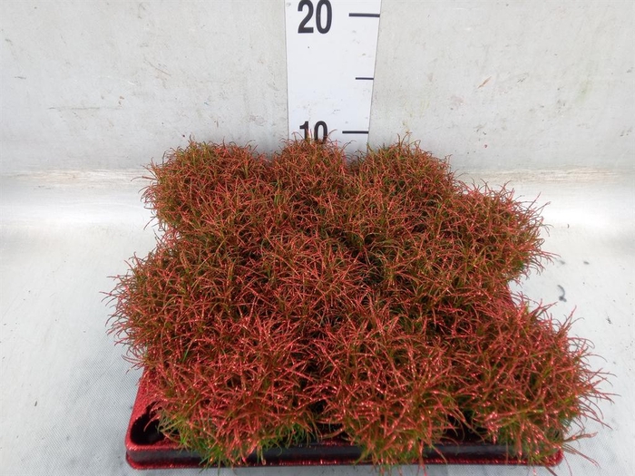 <h4>Sagina subulata</h4>