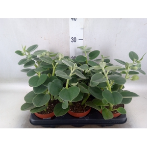 Peperomia