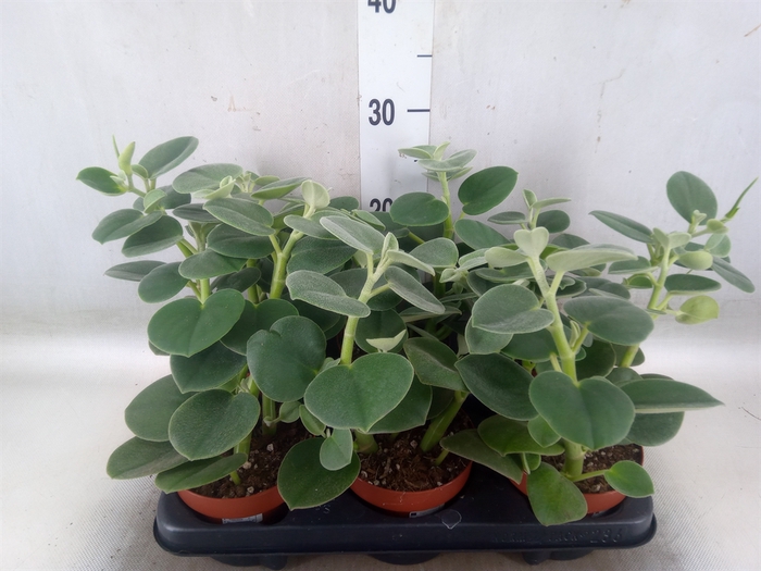 <h4>Peperomia</h4>
