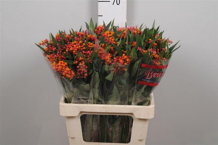 <h4>Ascl Incarnata Orange</h4>