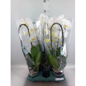 Phalaenopsis  'Ant Tokyo'