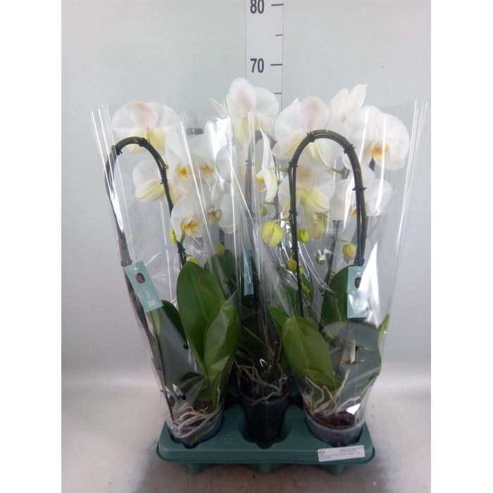 <h4>Phalaenopsis  'Ant Tokyo'</h4>