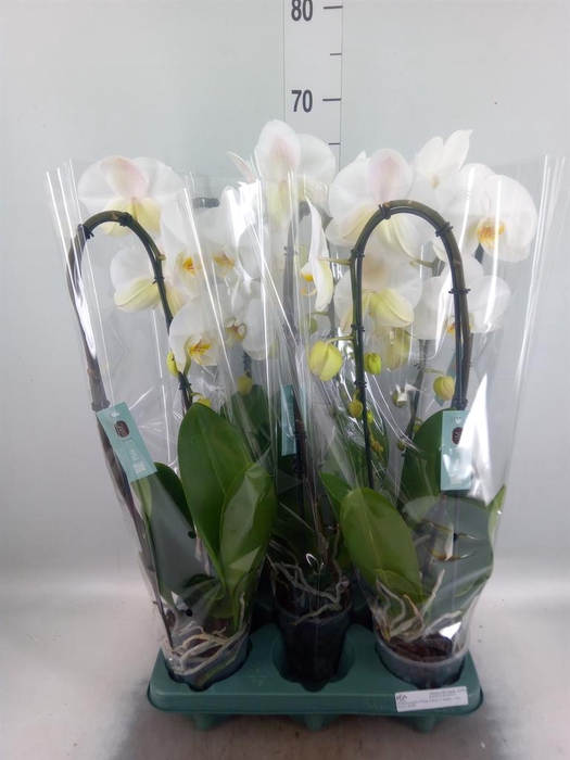 Phalaenopsis  'Ant Tokyo'