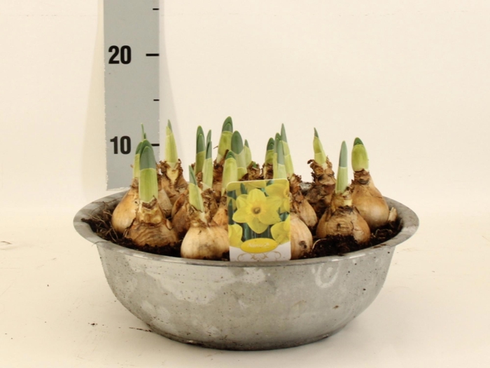 <h4>NARC T LUCKY NUMBER</h4>