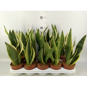 Sansevieria trifa. 'Futura Superba'