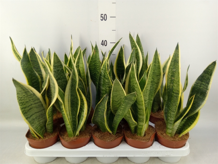 <h4>Sansevieria trifa. 'Futura Superba'</h4>