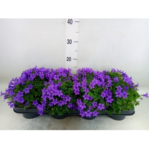 Campanula porten. 'Porto'