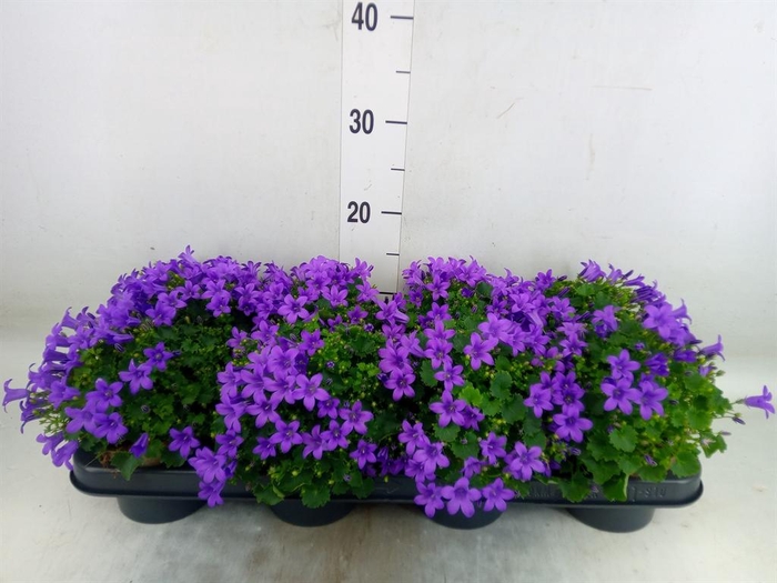 <h4>Campanula porten. 'Porto'</h4>