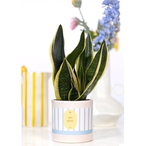 Sansevieria Gift Gift P&PURE cadeau concept: Happy Summer!