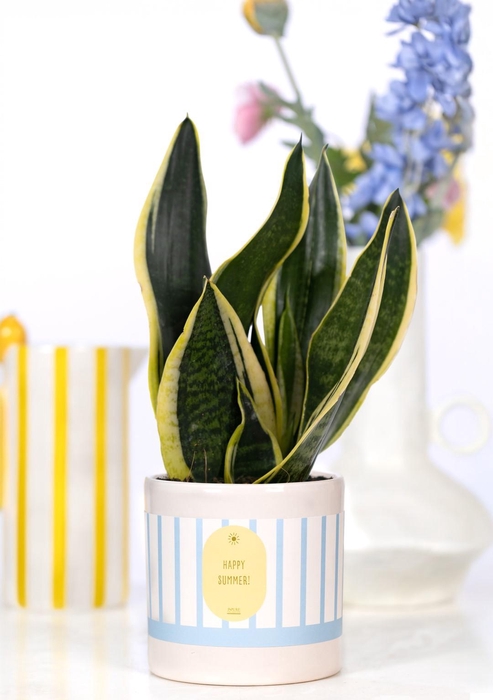 <h4>Sansevieria Gift Gift P&PURE cadeau concept: Happy Summer!</h4>