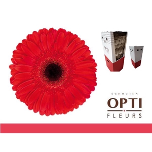 Gerbera Dynamic Aquabox