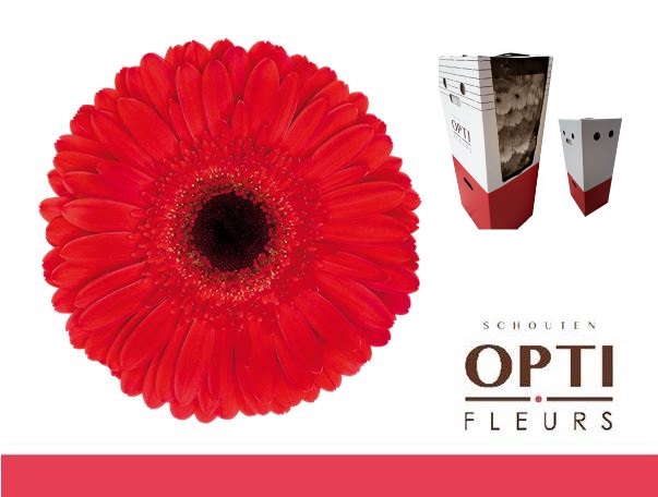 <h4>Gerbera Dynamic Aquabox</h4>