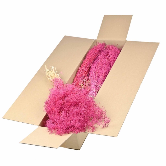 <h4>Gypsophila Mini Preserved Cerise</h4>