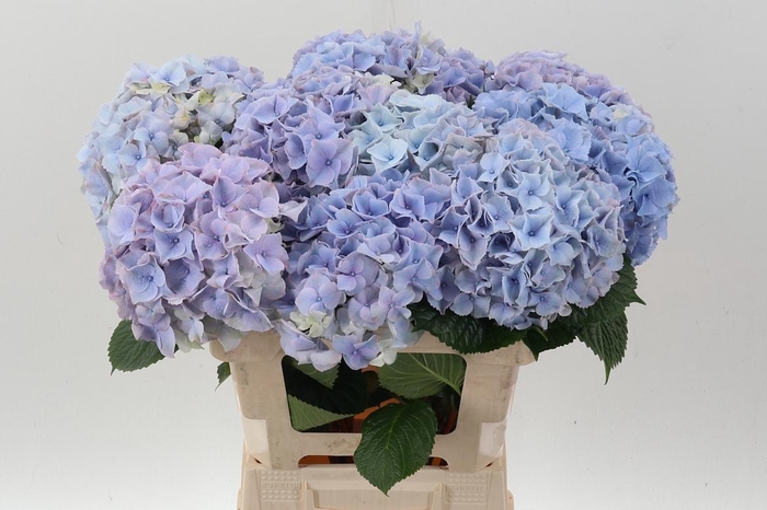 <h4>Hydr M My Minerva</h4>