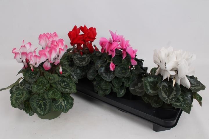 <h4>CYCL GR SUP MAMMOTH</h4>