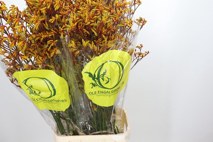 <h4>Anigozanthos Orange Velvet</h4>