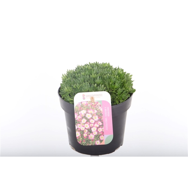 <h4>Saxifraga Arendsii Marto Picotee Re</h4>