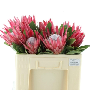 PROTEA CY MADIBA